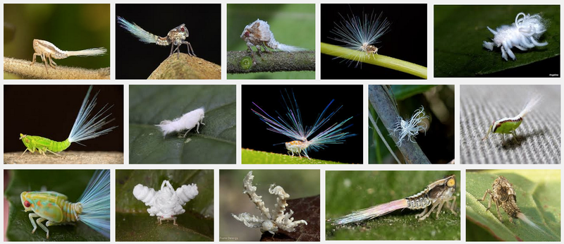 Illustration for article titled 10 Grossest Bug Parts, Ranked